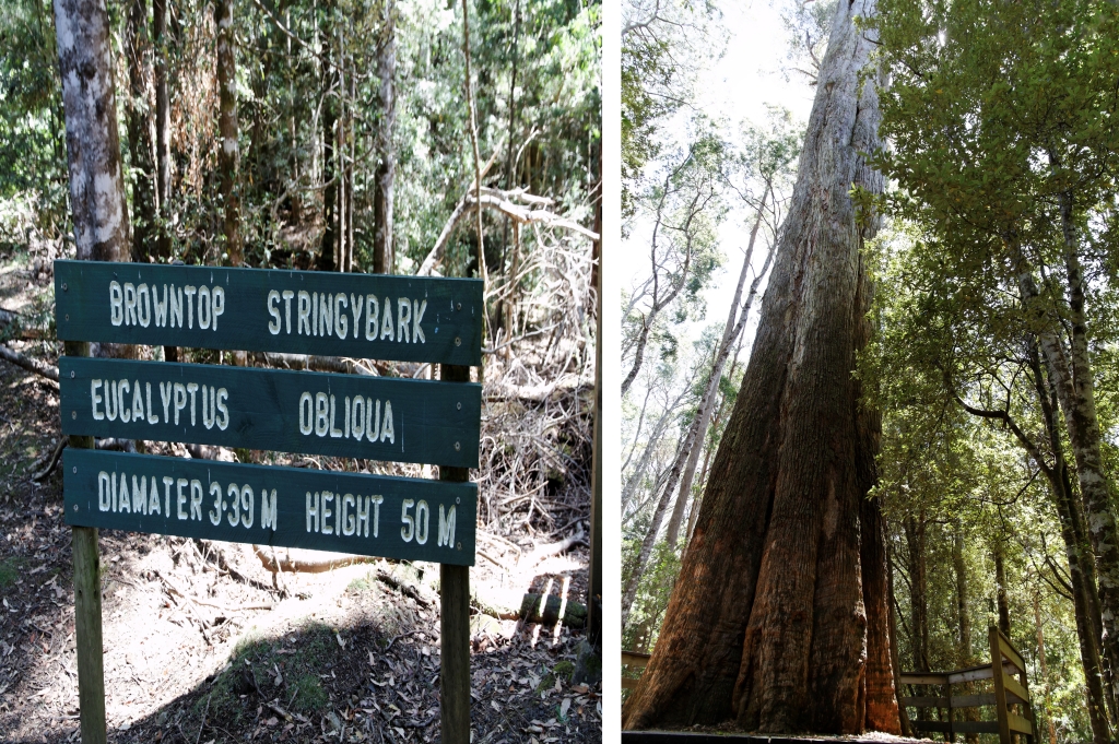 04 - Liffey Falls (2).jpg